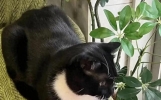 猫咪能吃的几种“人类食物”，只要喂对了，猫咪越吃越健康