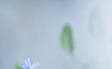 散文：时光不语，寂静美好