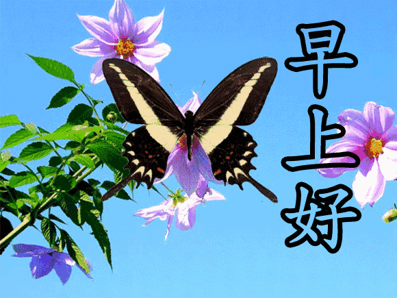 微信群发早安问候动态图片 暖心的早上好问候语短信