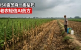 老农轻信AI“万能农方”，150亩芝麻一夜绝收！别把智能当神明