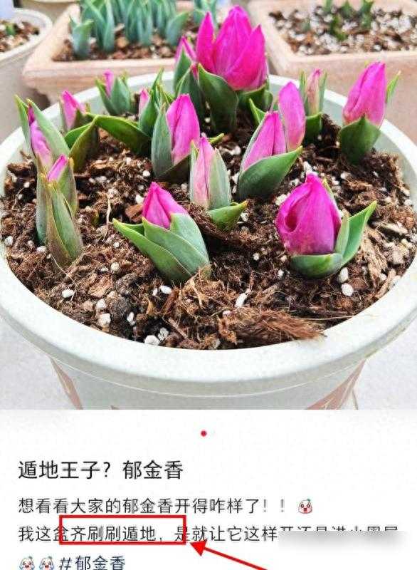 太搞笑了！重庆一女子网购花卉模样太喜庆，网友辣评：花界武大郎