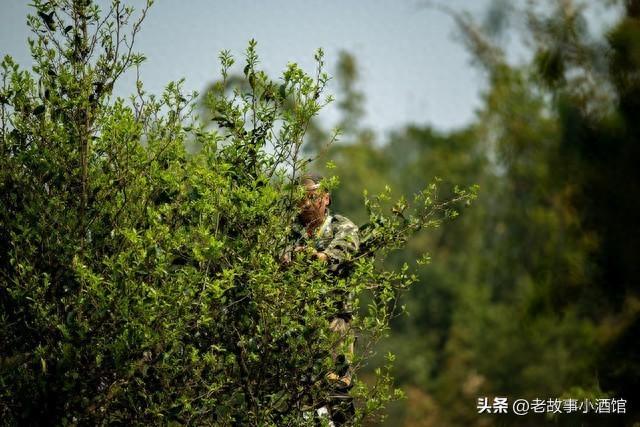 乡村奇闻：护林员根叔遇山坳怪响，老辈人说那是山灵在"搬家"