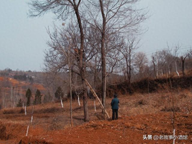乡村奇闻：青山村护林员遇山坳“送柴人”，老辈说那是山灵托信