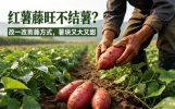 红薯疯长藤蔓不结薯？改掉错误剪藤法，薯块挂满垄又大又甜
