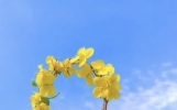 思念一刻不停，那种束缚无法挣脱，你在远方，我心里满是情思